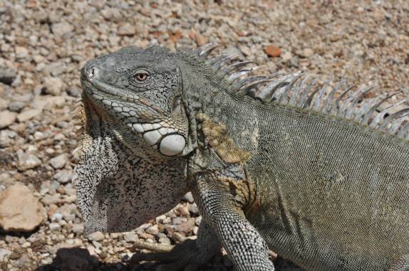 As iguanas também são muito comuns no Parque Nacional Washington-Slagbai, no norte de Bonaire
